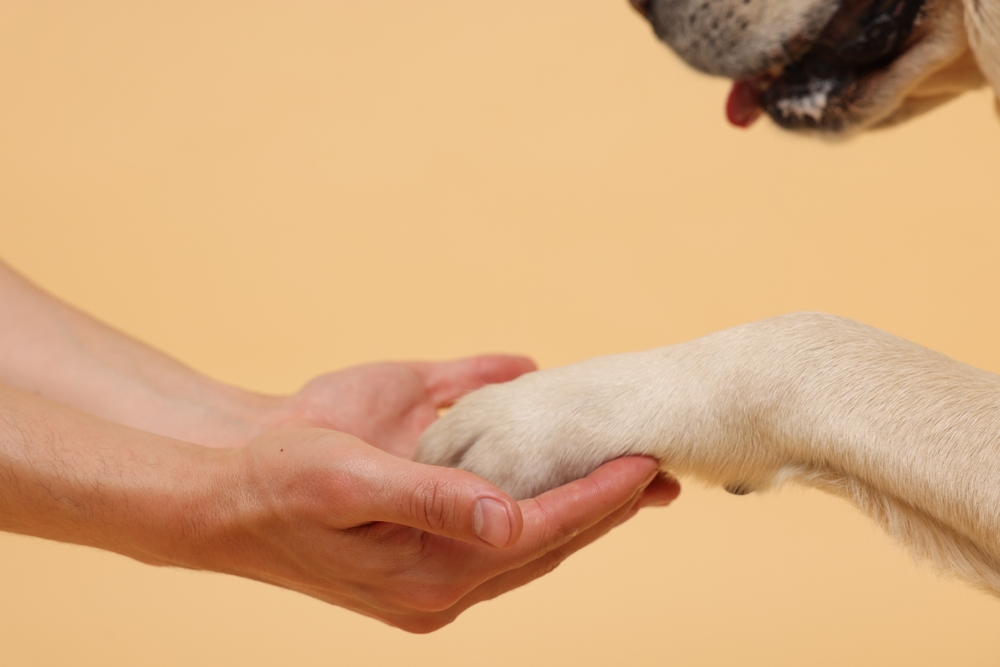 dog giving paw to the owner