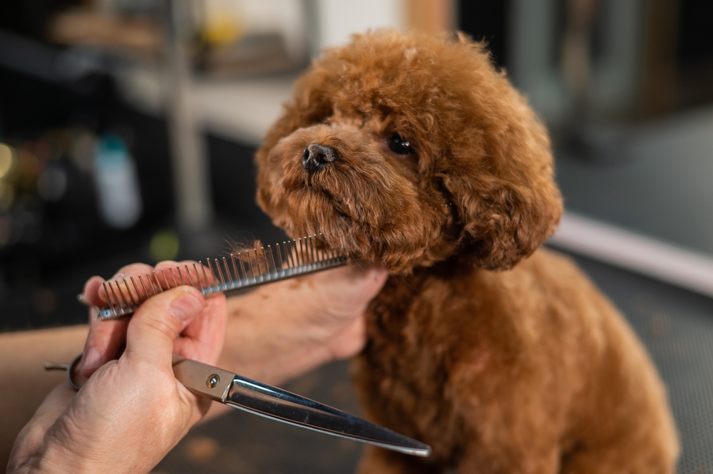 Woman trimming toy poodle with scissors in grooming salon