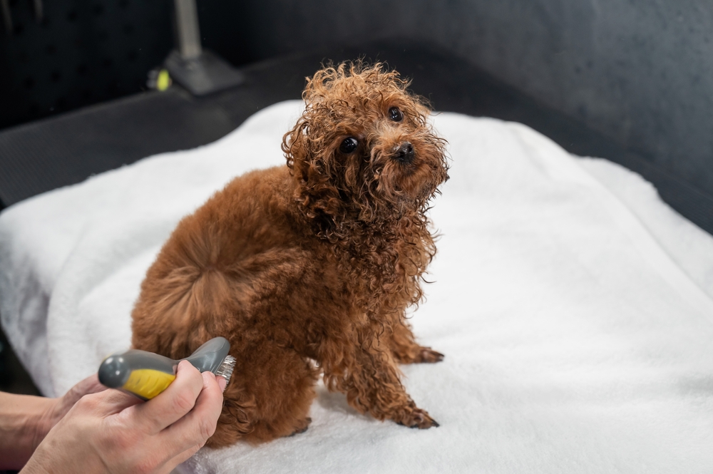 Woman brushing brown toy poodle