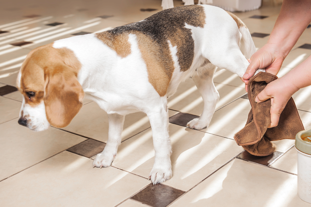 owner wiping beagle dog's paw