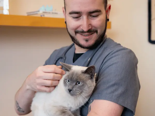 A cat brought to Sploot vets for a wellness exam prior to boarding, representing when should a cat see the vet