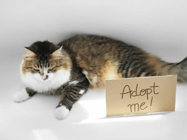 A cat next to a sign saying  “Adopt me!”, representing that post-adoption is one of the times when a cat should see the vet