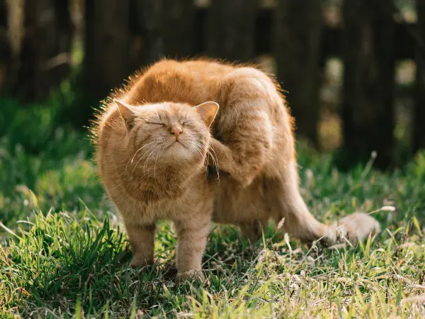 A photo of a cat scratching,  representing excessive itchiness, one of the things to observe for how to tell if your cat is sick