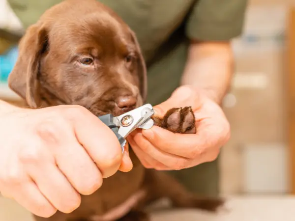 Close-up of how to cut a dog’s nails which is a painless process when done right