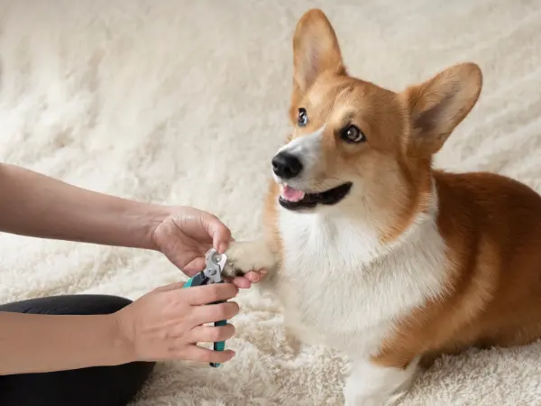 A photo of dog nail trimming while the dog is calm and relaxed