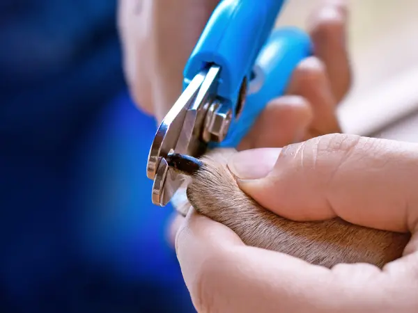 Close-up of using a plier-type dog nail clipper to gradually trim a dog’s nails