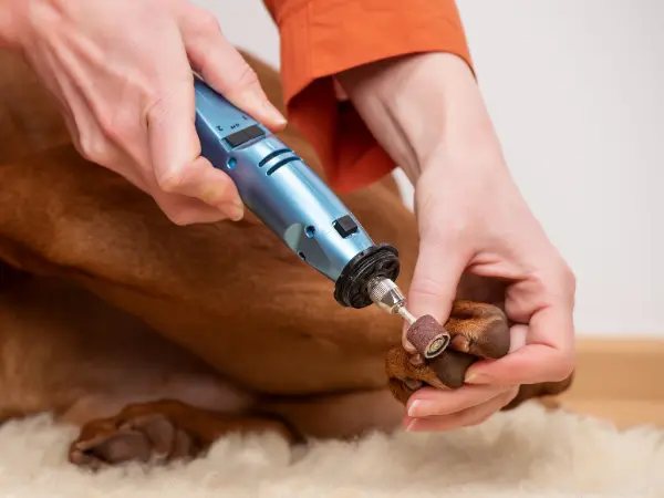 Close-up of a pet parent using a nail grinder for dogs after learning how to cut a dog’s nails 