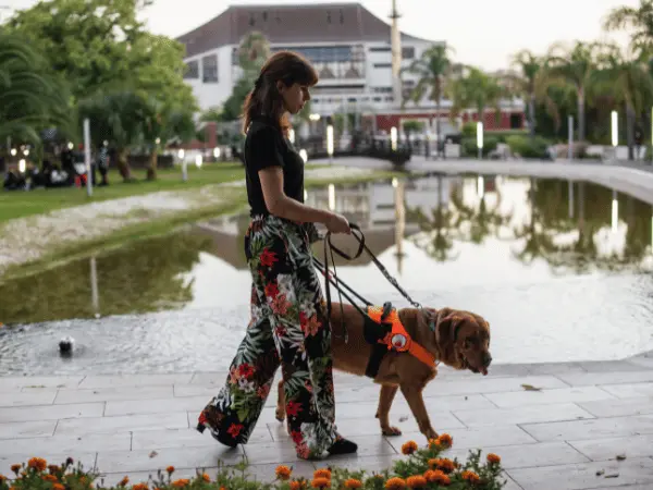 A service dog with a person with an unseen disability, representing different types of service dogs