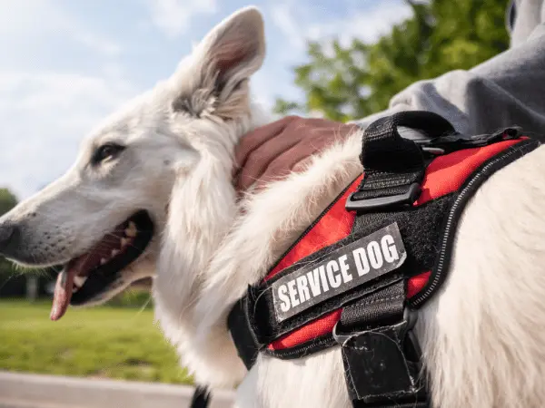 Close-up of a service dog wearing a service dog vest, representing one of the steps in getting a service dog‍