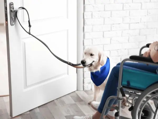 Photo of a service dog getting continually trained at home, representing one of the steps on how to get a service dog