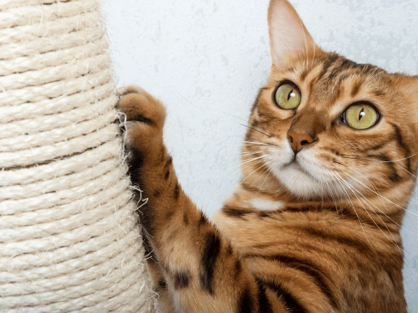 A cat enjoying a sisal rope scratching post, one of the items that enrich a cat’s environment