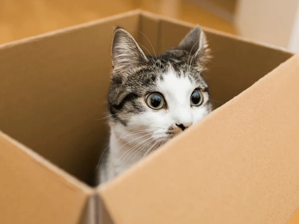 A cat enjoying a cardboard box, one of the simple cat toys that can enrich a cat’s environment