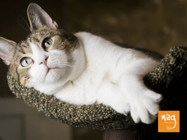 A photo of a cat in Wag Hotels, one of the cat boarding Denver establishments