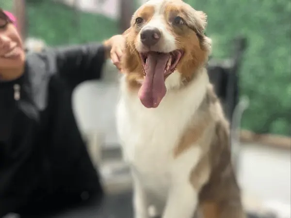 A dog getting a grooming service from Sit Social, a dog groomer in Chicago