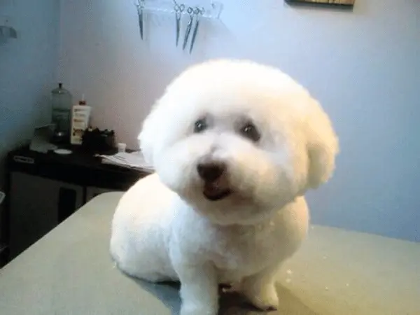 A photo of a dog on the grooming table of JK Grooming, a provider of dog grooming in Denver