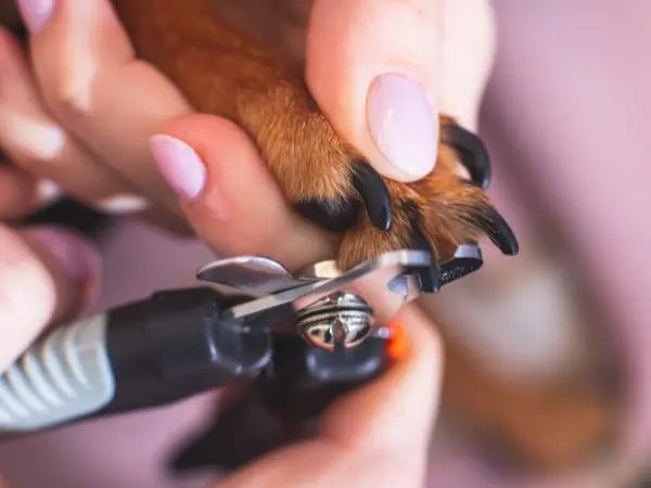 Close up of dog nail trimming for a dog with black nails