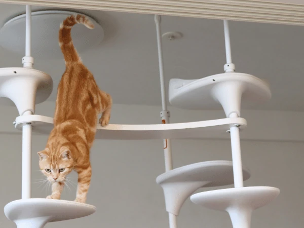 A cat climbing down a walkway or cat shelf, one of the home additions that can enrich a cat’s environment