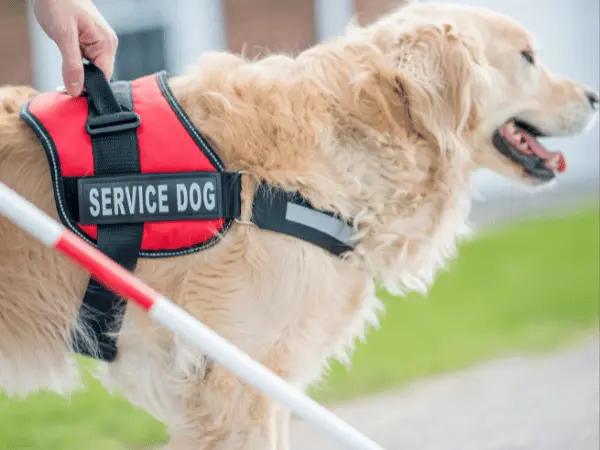 Close-up of a service dog wearing a service dog vest, representing how to get a service dog