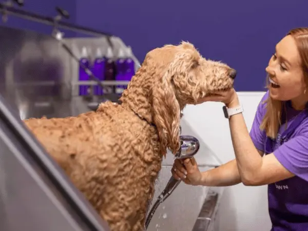 A dog getting a bath in Skipton, a provider of dog grooming in Denver