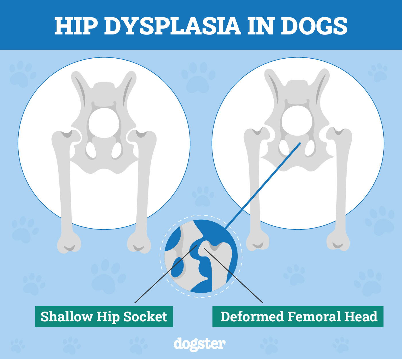 hip dysplasia in dogs