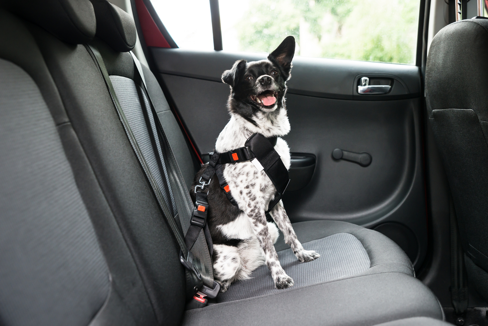 happy dog in a car