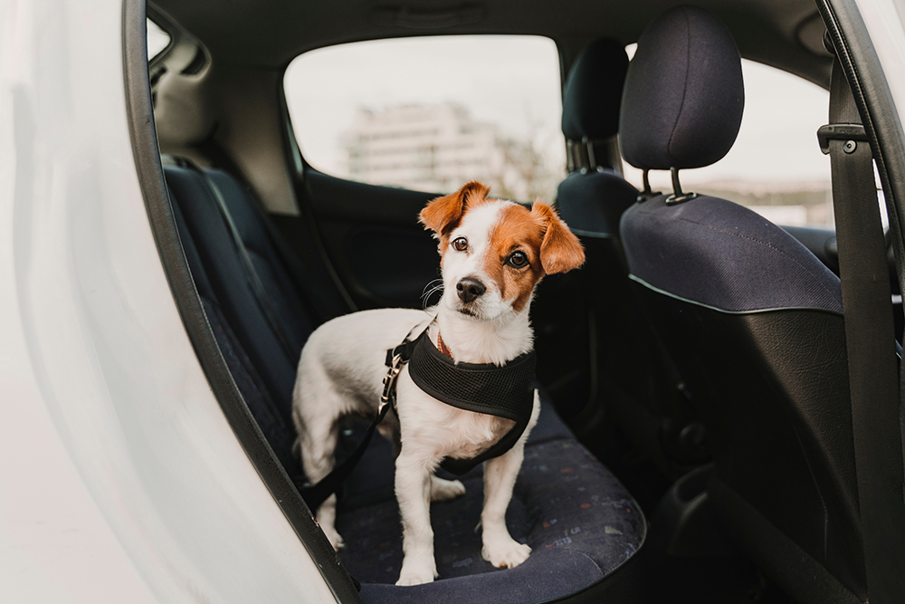 jack russell terrier dog in the car wearing safety harness