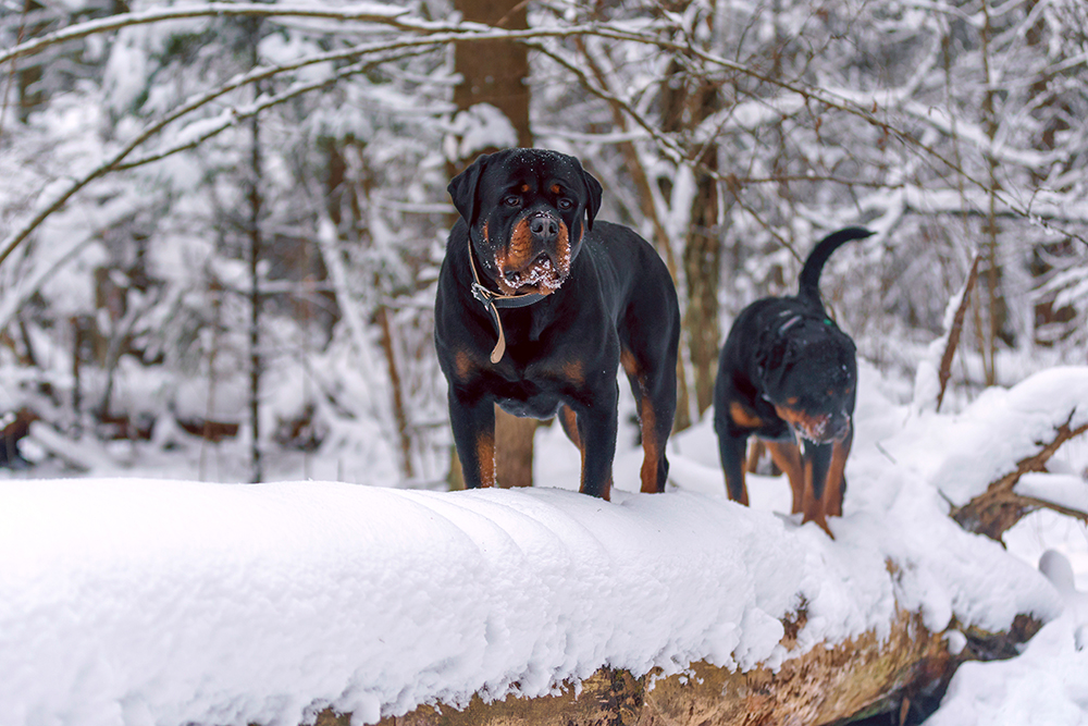 two rottweiler dogs walking in the snow