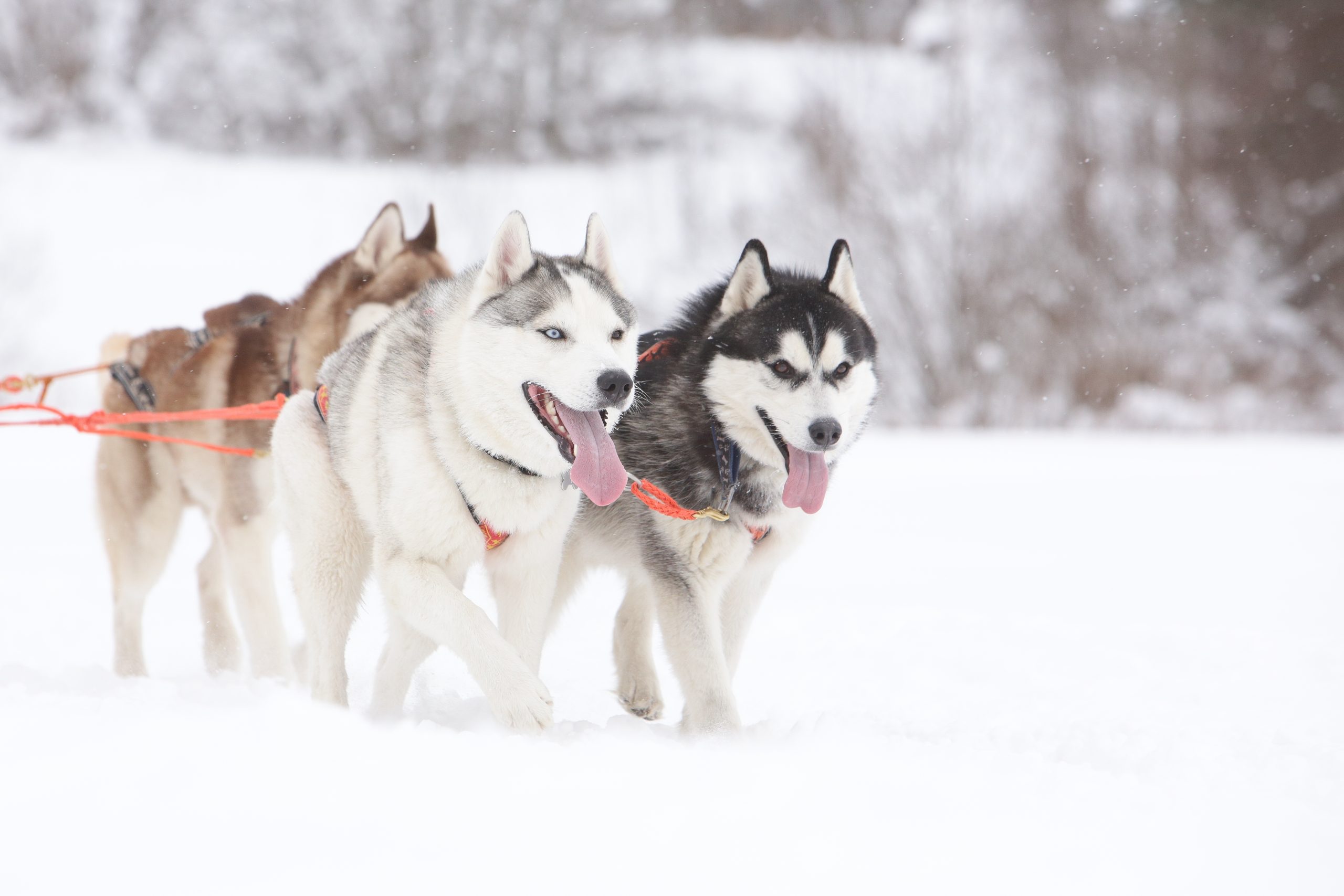 Two gray siberian husky sled dogs drive a sleigh together in the snow field in winter