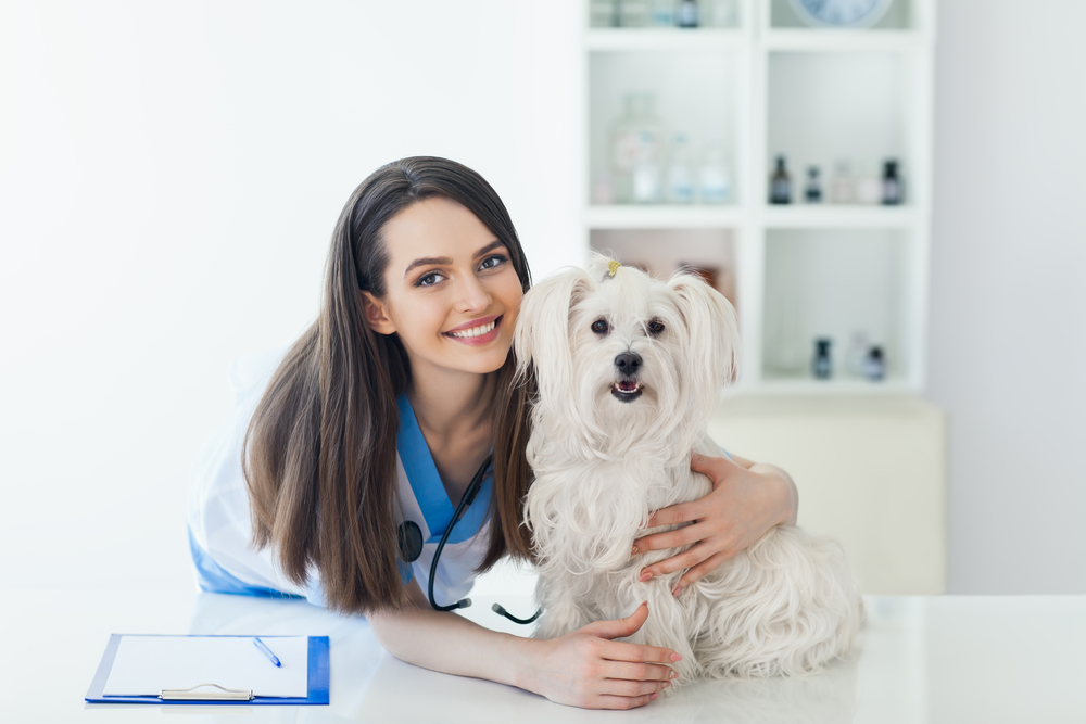 smiling veterinarian doctor and cute white dog