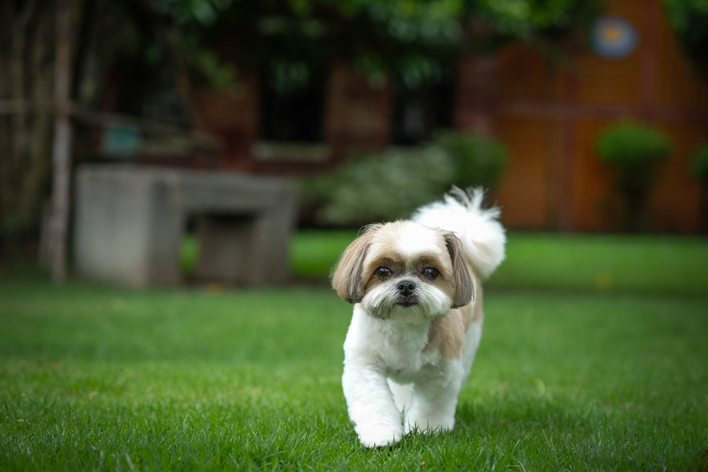 shih tzu dog walking outside on grass