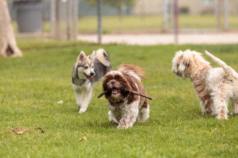 siberian husky puppy playing with other dogs in the park