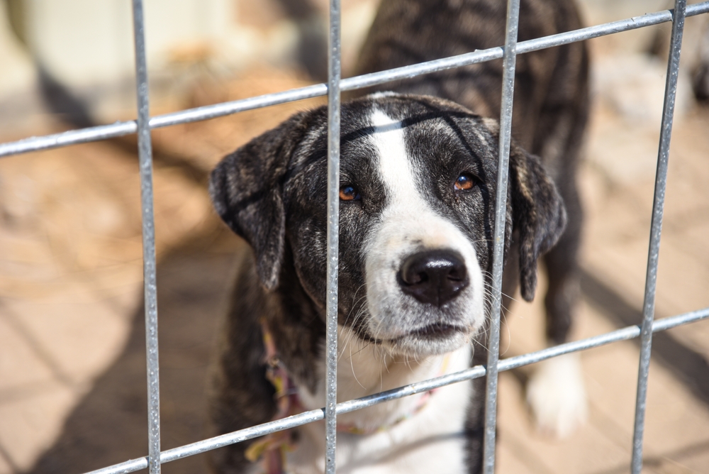 stray dog in a shelter