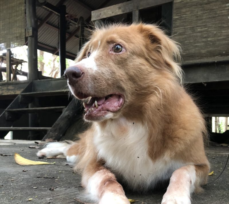 Bob, a neighborhood dog in Thailand