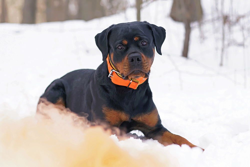 Cute black and tan Rottweiler dog with an orange collar posing outdoors lying down on a snow behind an orange smoke cloud in winter