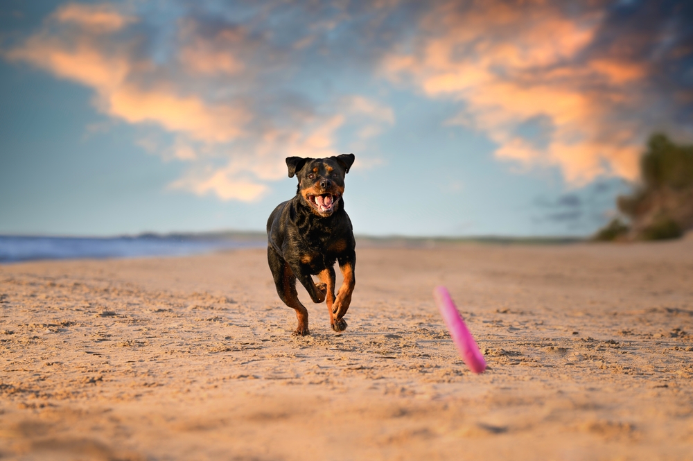 rottweiler dog running after a toy on the beach