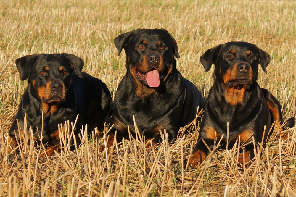 Three rottweilers are resting in the field