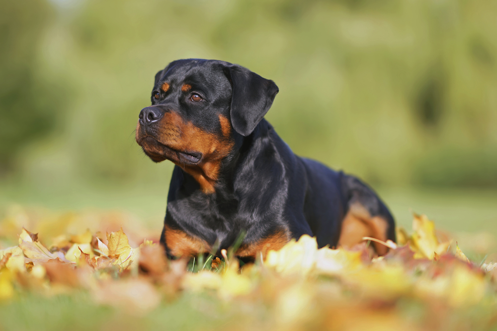 rottweiler dog lying on fallen leaves