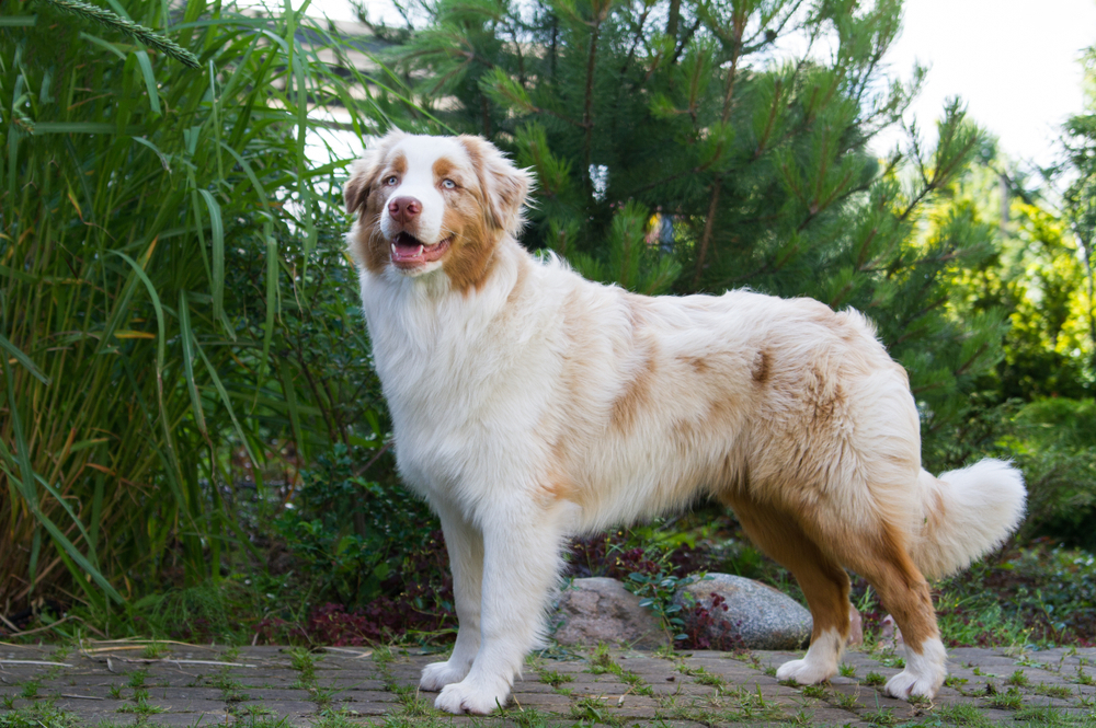 Red Merle Australian Shepherd