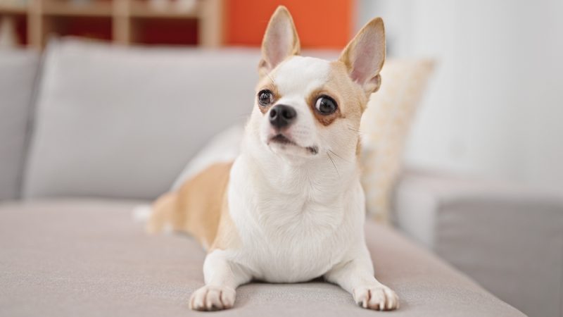 Chihuahua dog lying comfortably on a gray couch indoors