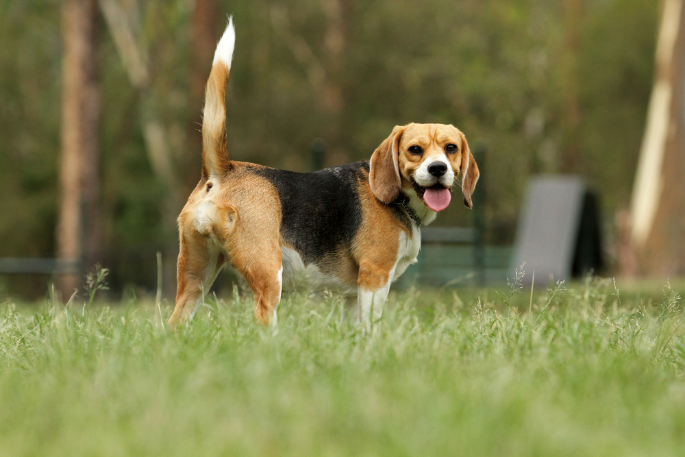 Beagle dog looking alert with tail up in park