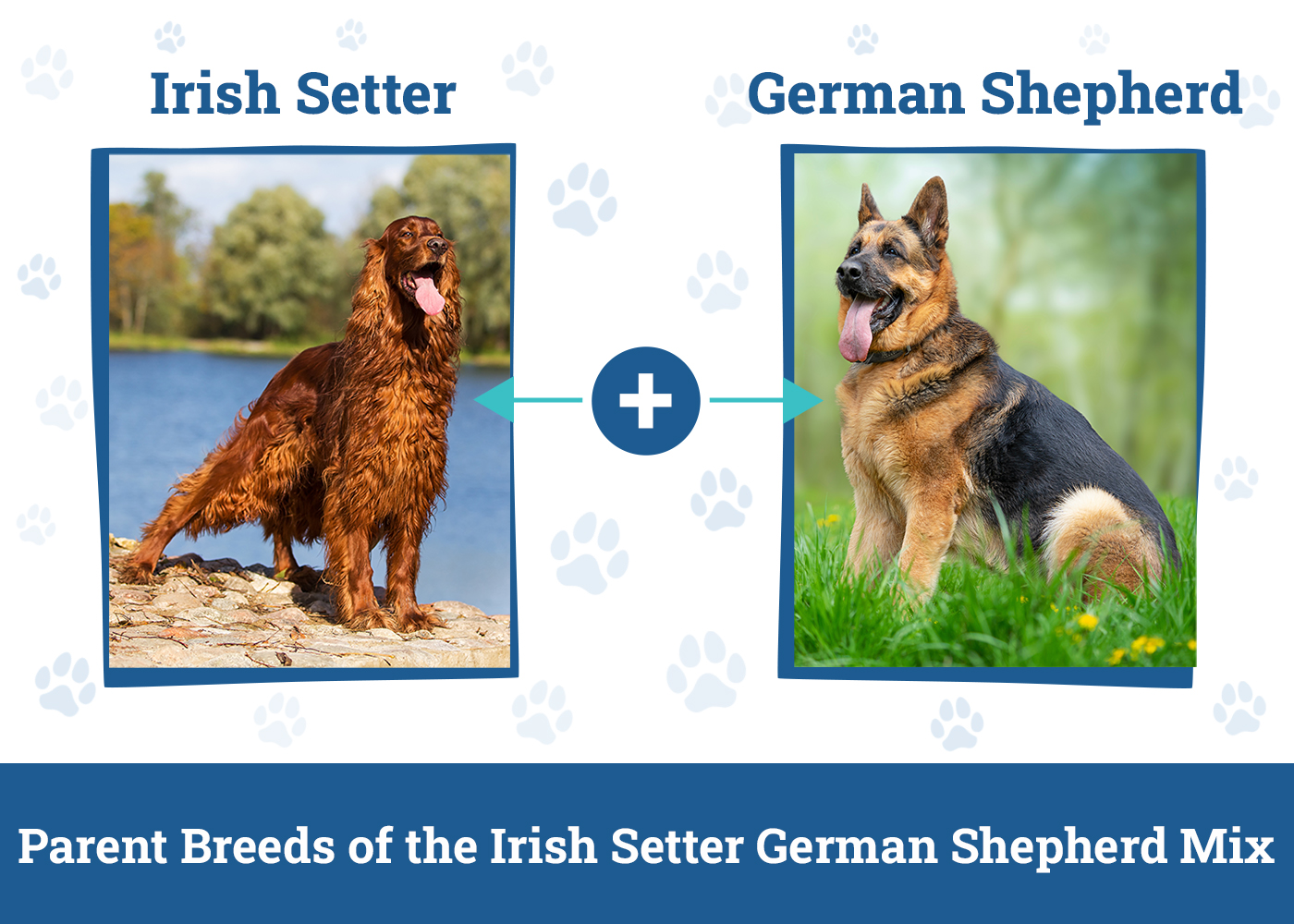 Parent Breeds of the Irish Setter German Shepherd Mix