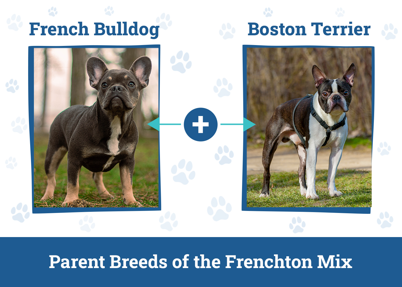 Parent Breeds of the Frenchton Mix