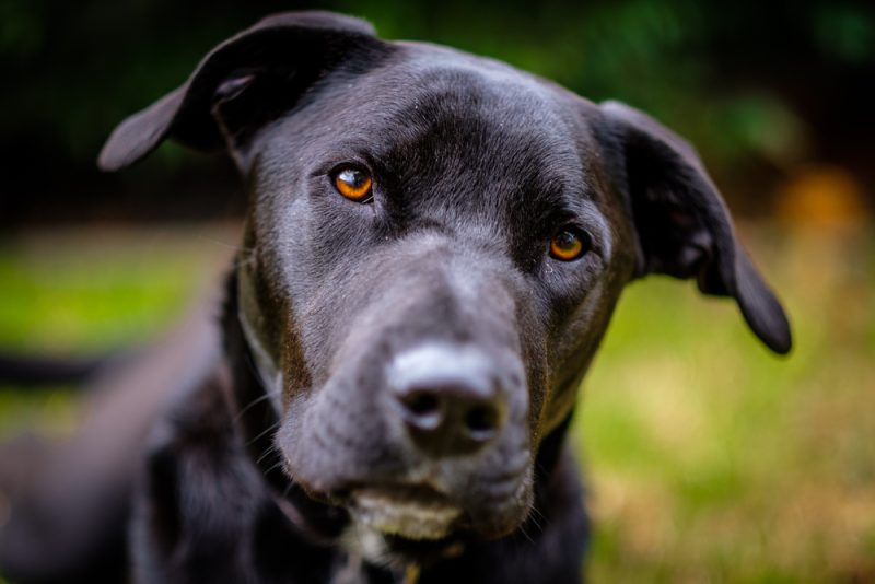 Australian Bull Arab dog breed