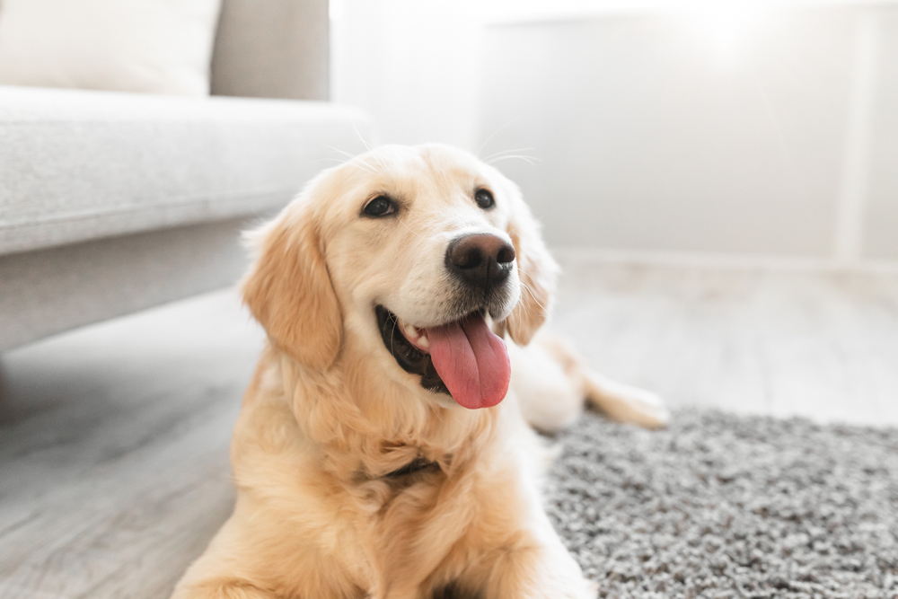 golden retriever dog lying on the carpet