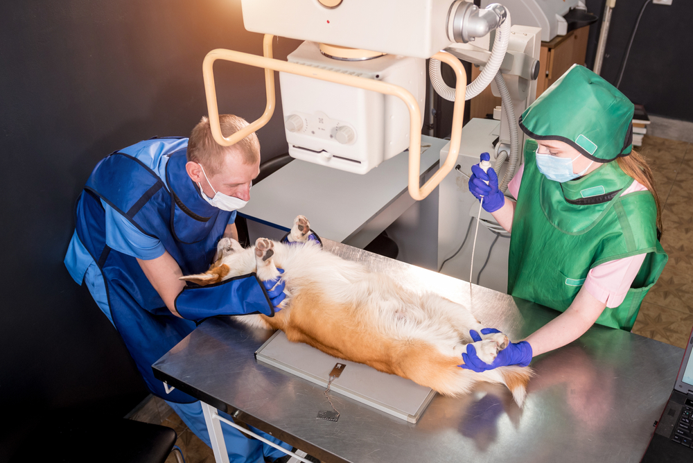 veterinarian team examining dog in x-ray room