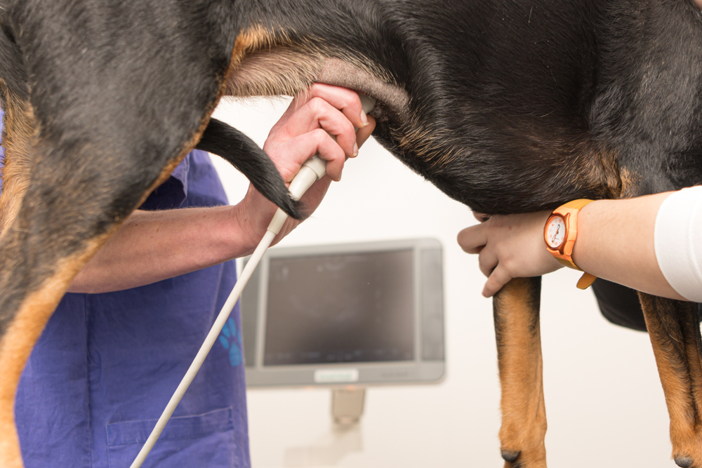 vet examines the abdomen of the dog with the ultrasound device