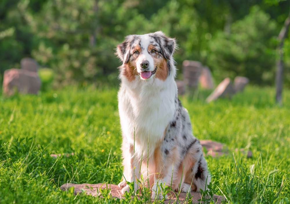 Australian-Shepherd-breed-sitting-on-the-stone