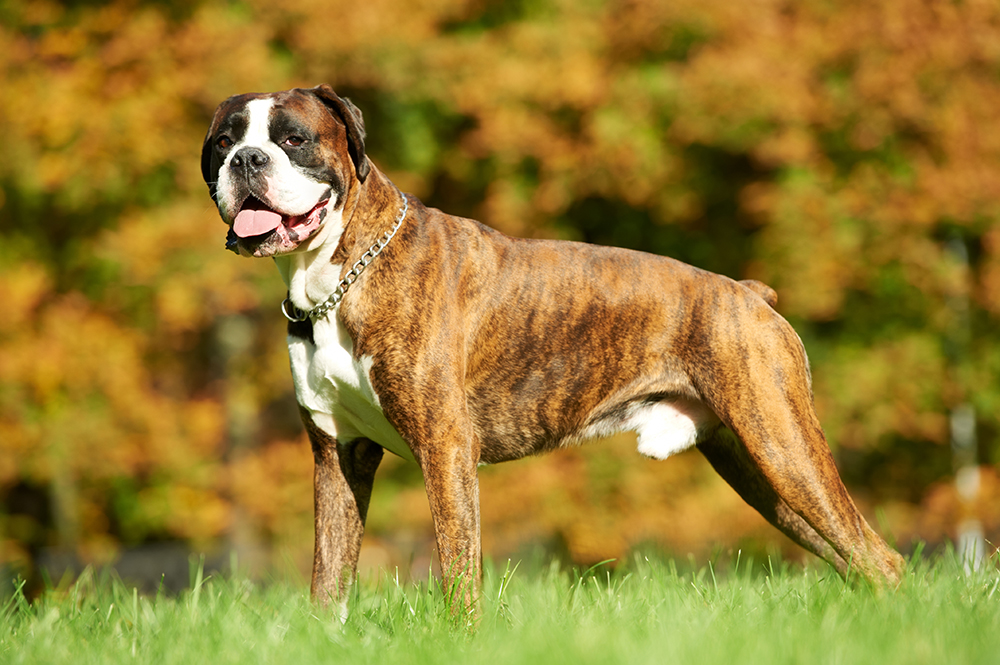 brindle boxer dog at the park