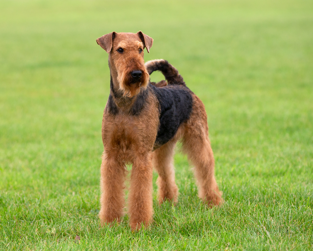 Airedale Terrier dog standing on grass