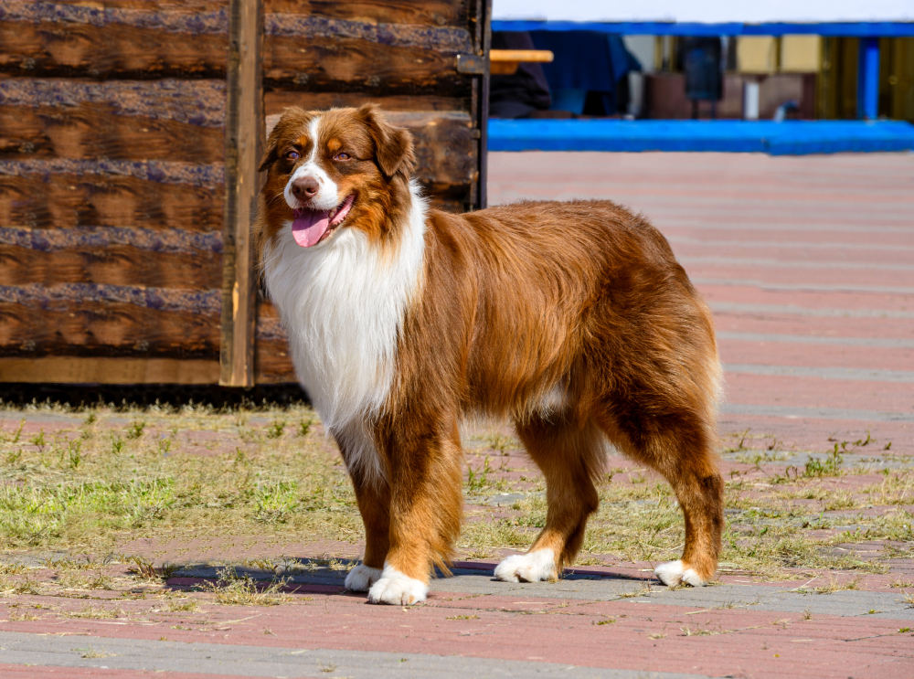 Red Border Collie dog stands in the park